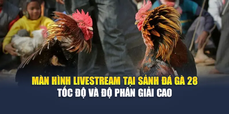 Trải Nghiệm Đặc Sắc Tại Sảnh Đá Gà 28 Hấp Dẫn Của 78WIN 4 Màn hình livestream tại sảnh đá gà 28 tốc độ và độ phân giải cao