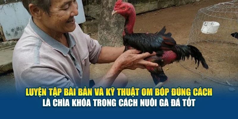 Luyện tập bài bản và kỹ thuật om bóp đúng cách là chìa khóa trong cách nuôi gà đá tốt